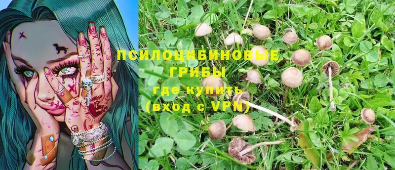 Галлюциногенные грибы Magic Shrooms  купить закладку  гидра сайт  Болгар 